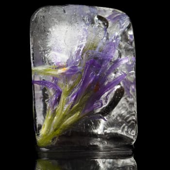 Purple flower frozen in ice cube on a black background.