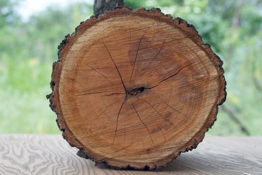 Felled tree trunk lying on the wood background outdoor.