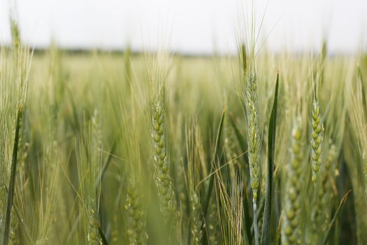 Photo of green wheat field.