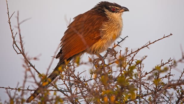 Burcell's Cougal (Centropus burchelli) photographed in Kruger National Park. South Africa.