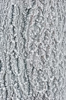 tree bark in a forest covered with snow close-up - a natural background