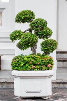 beautiful decorative tree near a building on the street, close-up