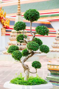 beautiful decorative tree in the garden near the temple in Bangkok