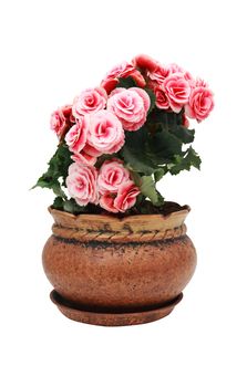 Nice flower Begonia in vintage clay pot isolated on white background with clipping path