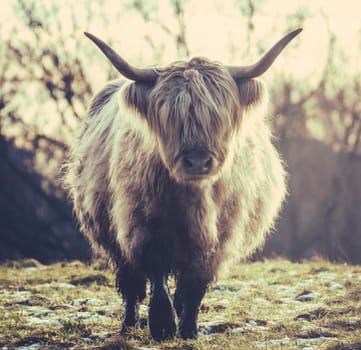 A Scottish Highland Cow In The Winter Frost