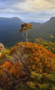 Beautiful gum tree at Katoomba stands taller than all the others. commanding a special view over the Jamison Valley