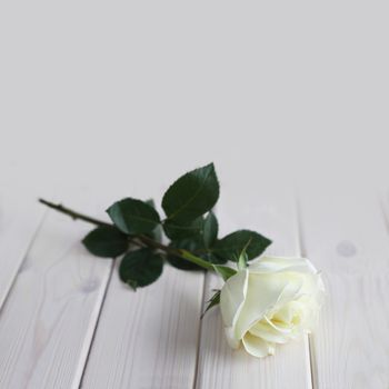 White rose on white wooden background close-up, Valentines day card