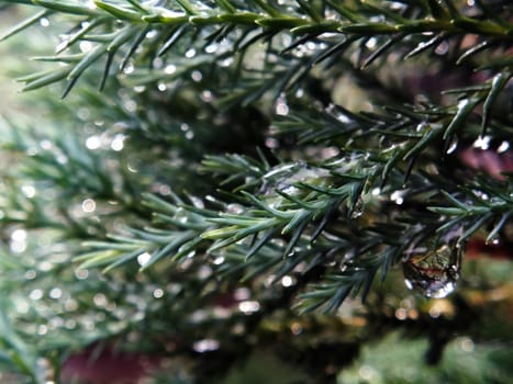 Pine leaves are wet, rain water drops