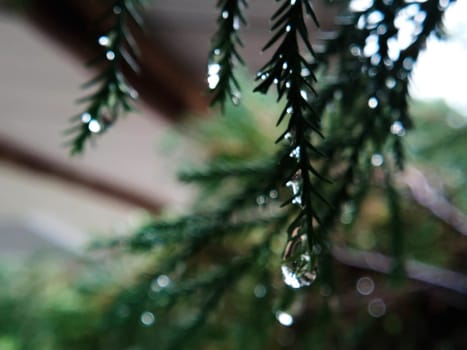 Pine leaves are wet, rain water drops