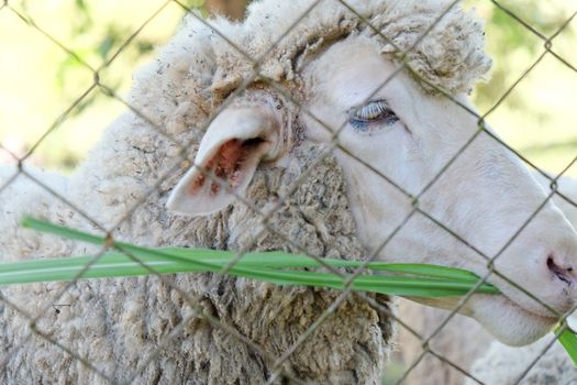 Sheep grazing in the farm