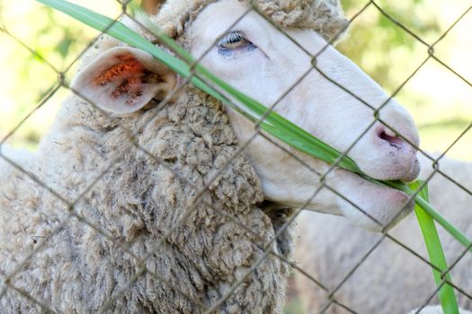 Sheep grazing in the farm