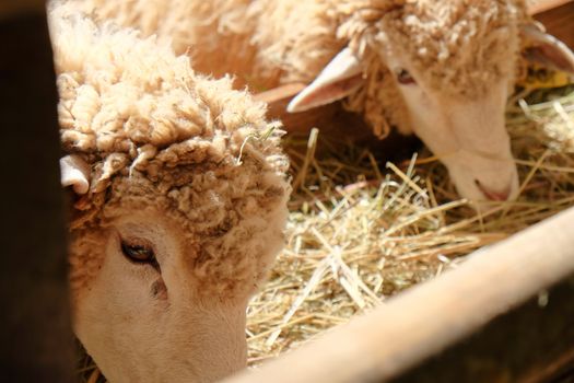 Sheep grazing in the farm