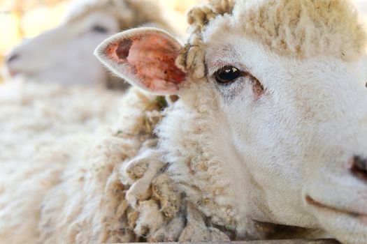close up of Sheep in the farm