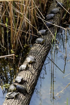 Sunbathing turtles near pond on spring day
