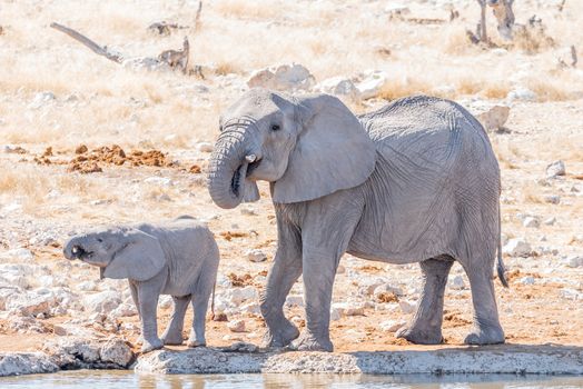 An African elephant cow, Loxodonta africana, and calf drinking water at a waterhole in Northern Namibia. Both are covered in calcrete mud