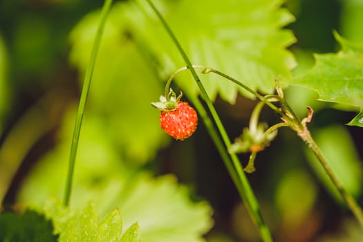 Closeup of red wild strawberry in the forest among green grass and leaves