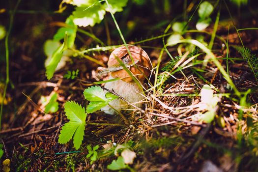 Forest mushrooms summer day closeup beautiful background