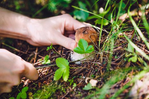 woman cuts off white mushroom on the forest background