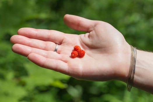 Forest strawberries in hand. Forest background.