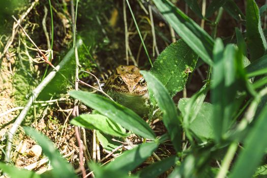brown frog on vacation in the nature in the woods