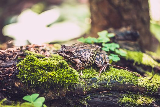 brown frog on vacation in the nature in the woods