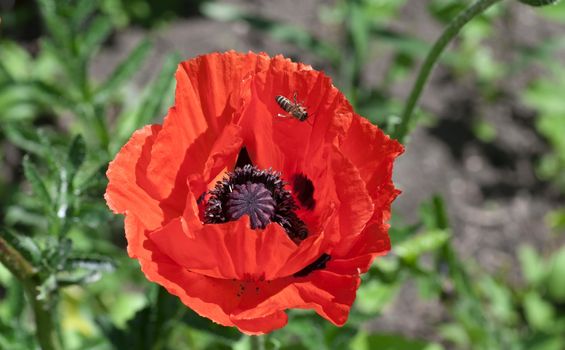 honeybee sitting in a flower red poppy in sunny day