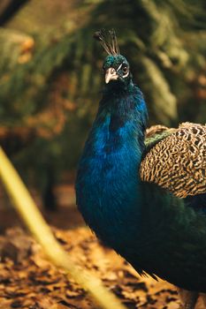 Colourful peacock outdoors during the daytime amongst nature.