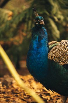 Colourful peacock outdoors during the daytime amongst nature.