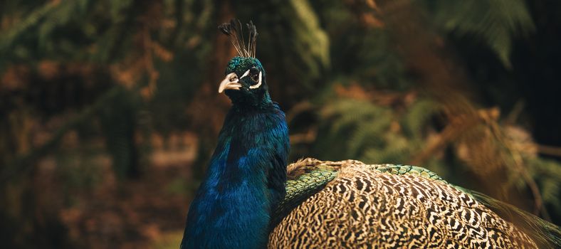 Colourful peacock outdoors during the daytime amongst nature.