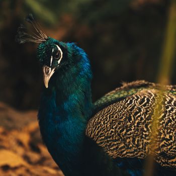 Colourful peacock outdoors during the daytime amongst nature.