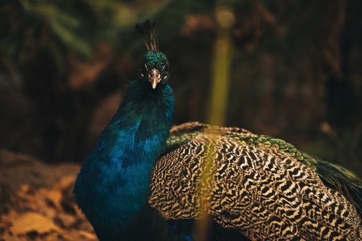 Colourful peacock outdoors during the daytime amongst nature.