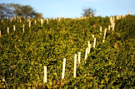 Panoramic view of vineyard on beautiful autumn day