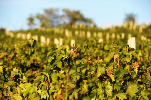 Panoramic view of vineyard on beautiful autumn day