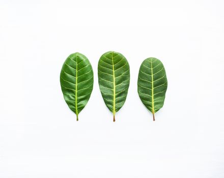 Green leaves yellow veins of  Cashew on white wooden background and copy space.