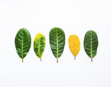 Green and yellow leaves of  Cashew on white background. With copy space. isolate