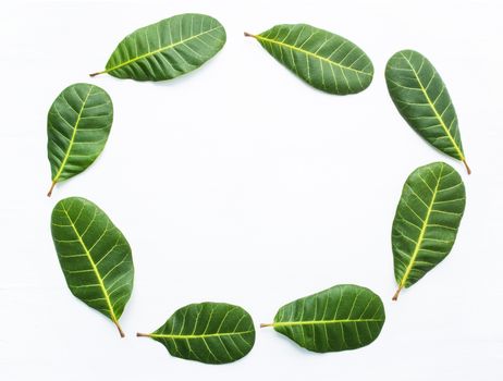 Frame, Green leaves yellow veins of  Cashew on white wooden background