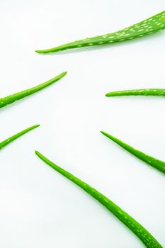 Aloe vera fresh leaves on white.