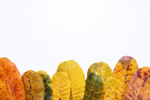 Green and yellow leaves of  Cashew on white background. With copy space. isolate