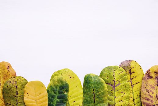 Green and yellow leaves of  Cashew on white background. With copy space. isolate