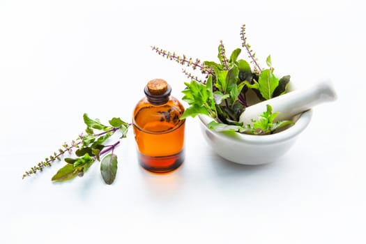 Holy Basil Essential Oil in a Glass Bottle with Fresh Holy Basil  Leaves in porcelain mortar on white over background