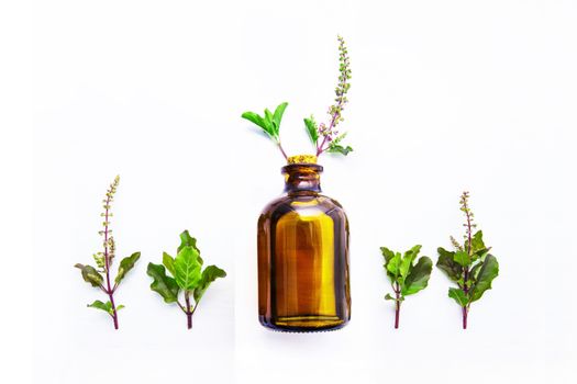 Holy Basil  Essential Oil in a Glass Bottle with Fresh Holy Basil white wooden  background.     