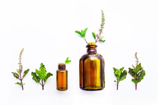 Holy Basil  Essential Oil in a Glass Bottle with Fresh Holy Basil white wooden  background.     