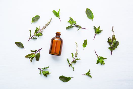 Holy Basil Essential Oil in a Glass Bottle with Fresh Holy Basil