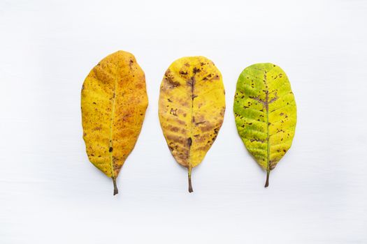 Yellow leaves of  Cashew on white background. With copy space. isolate