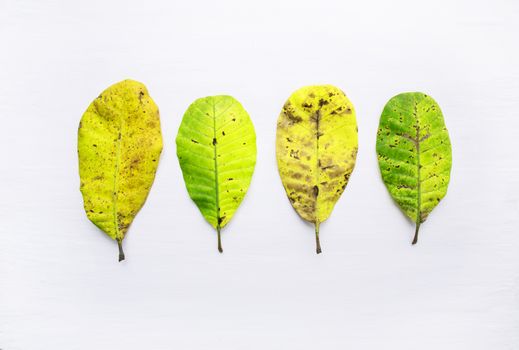 Yellow leaves of  Cashew on white background. With copy space. isolate