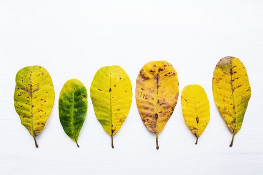 Green and yellow leaves of  Cashew on white background. With copy space. isolate