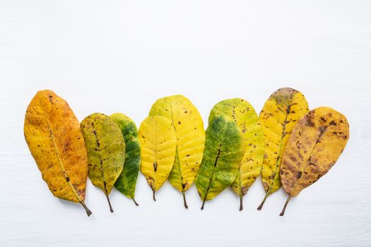 Green and yellow leaves of  Cashew on white background. With copy space. isolate