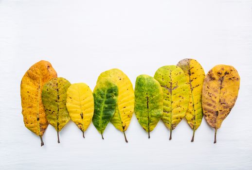 Green and yellow leaves of  Cashew on white background. With copy space. isolate