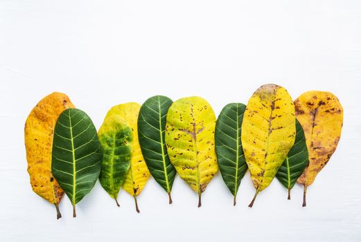 Green and yellow leaves of  Cashew on white background. With copy space. isolate