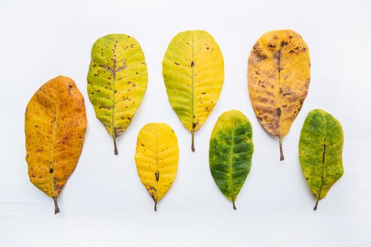 Green and yellow leaves of  Cashew on white background. isolate